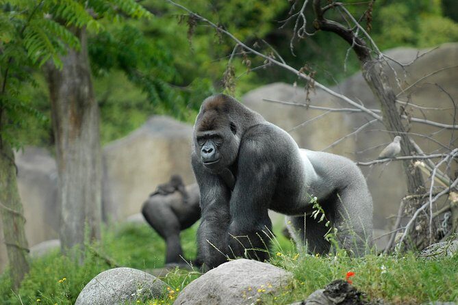 Rotterdam Zoo Diergaarde Blijdorp Direct Entrance Ticket - Authentic Insights from Visitors