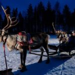 Rovaniemi: Apukka Reindeer Sleigh Ride at Night - The Sum Up