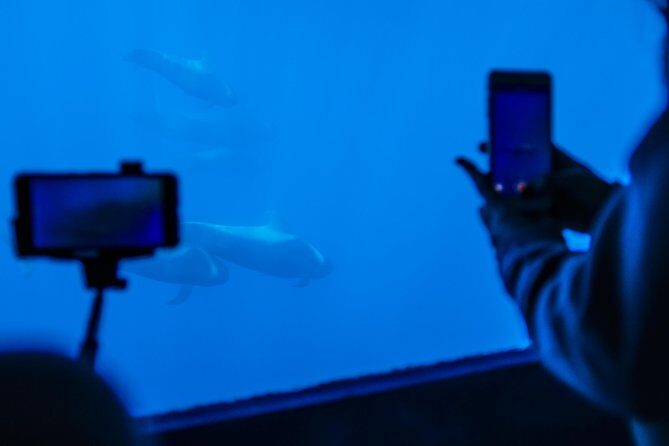 Royal Delfin - 2Hour Sustainable Dolphin & Whale Watching Mini Cruise - The Sum Up