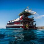 Royal Delfin 3H Dolphin & Whale Watching! Swimming & Lunch! - The Value Proposition