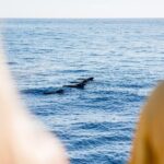 Royal Delfin - 4'5H Dolphin & Whale Watching - Los Gigantes Masca - Lunch & Swim - Who Will Love This Tour?