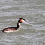 Safari 4x4 Camargue 2 hours - Saintes Maries de la Mer - Private Tour - Who Should Consider This Tour?