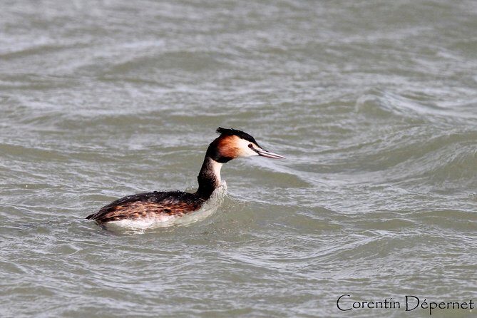 Safari 4x4 Camargue 2 hours - Saintes Maries de la Mer - Private Tour - Who Should Consider This Tour?
