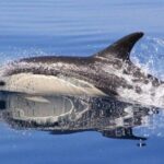 Safari & Boat Tour - Mountains & Dolphins - The Experience in Detail