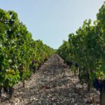 Saint Emilion Castle and Village Wine Tour - Authentic Experiences and Genuine Insights from Reviewers