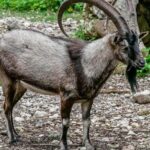 Samaria Gorge Hiking Day Tour From Rethymno - Authentic Insights from Reviewers