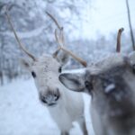Santa Claus Village, Husky and Reindeers Combo Safari - Who Is This Tour Best For?