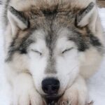 Santa's Reindeer & Husky Safari + Santa's Pets + Aurora Hunt! - Free Time and Optional Activities