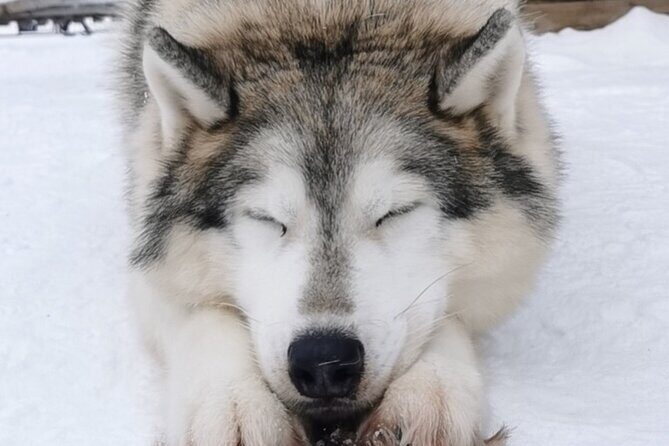 Santa's Reindeer & Husky Safari + Santa's Pets + Aurora Hunt! - Free Time and Optional Activities