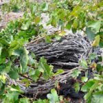 Santorini: 4hr Private Wine Tasting Tour - Unpacking the 4-Hour Private Wine Tour in Santorini