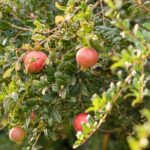 Santorini 5 Hour Private Oia Tour & Lunch/Dinner at a Local Farm - FAQ