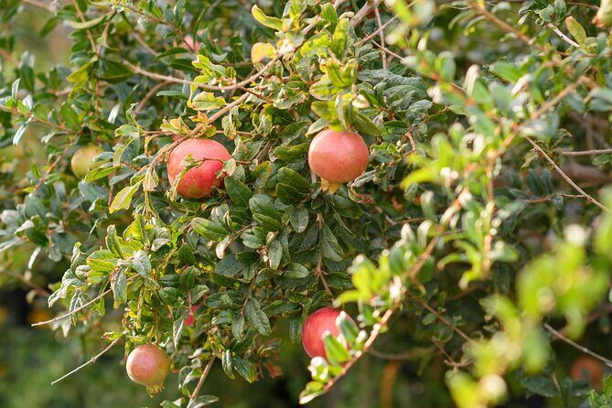 Santorini 5 Hour Private Oia Tour & Lunch/Dinner at a Local Farm - FAQ