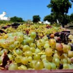 Santorini wine roads Half day - What’s Included and What You Should Know