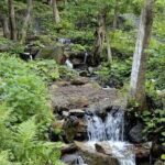 Sapanca and Masukiye from Istanbul with Lunch and Hotel pickup - Exploring the Itinerary: What You Can Expect