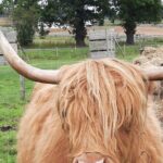 Scottish Whisky & Ancient Urquhart Castle & Loch Ness from port - What We Love About This Tour