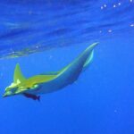 Scuba Diving - What to Expect from Your São Miguel Scuba Tour