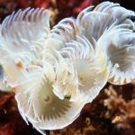 Scuba Diving Albufeira-Double Dive Trip - Who Would Love This Tour?