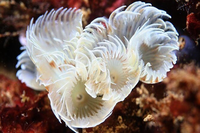 Scuba Diving Albufeira-Double Dive Trip - Who Would Love This Tour?