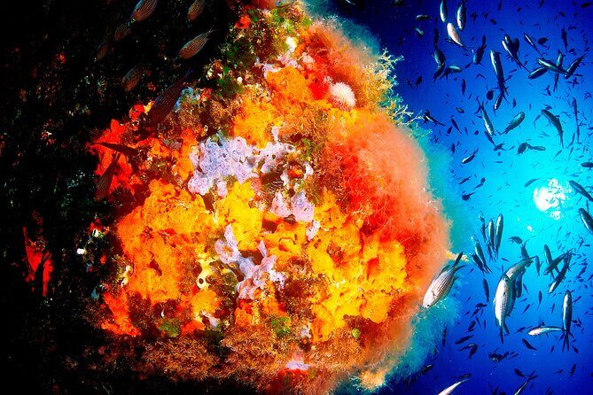 Scuba Diving Baptism and Snorkeling in Ibiza - The Itinerary: Step-by-Step