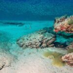 Scuba Diving Experience at Arguineguin and Puerto Rico - The Value of the Tour