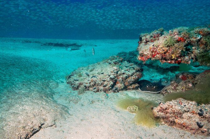 Scuba Diving Experience at Arguineguin and Puerto Rico - The Value of the Tour