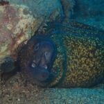 Scuba Diving Experience in Taormina - Why This Tour is Worth Considering