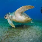 Scuba Diving Experience & MUSAN Dive + Free Edited Video 2xdives - An Introduction to the Tour: What’s on Offer?