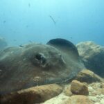 Scuba Diving for Certified Divers in Costa Adeje - Who Will Love This Tour?