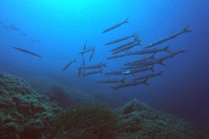 Scuba Diving in La Maddalena & Lavezzi Park for certified divers. - A Deep Dive into the Experience