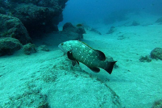 Scuba Diving in Lanzarote (for certified divers only) - Value for Money: Is It Worth It?