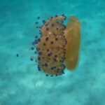 Scuba Diving in Naxos by Bluefindivers - Dive in Greece - Amazing Diving Spots - Who Will Love This Experience?