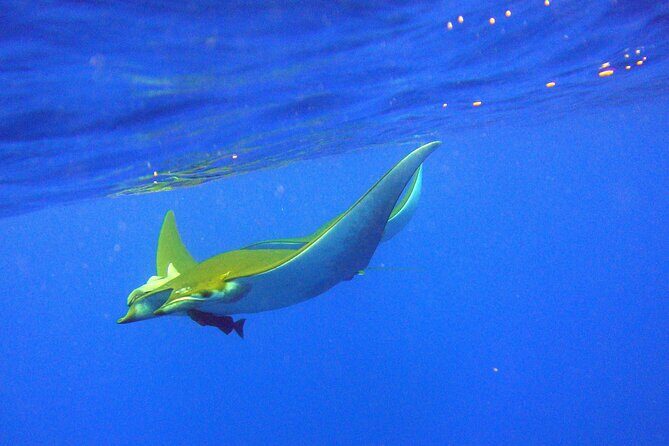 Scuba Diving - What to Expect from Your São Miguel Scuba Tour