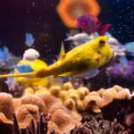 SEA LIFE Hannover Ticket - FAQ