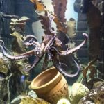 SEA LIFE Oberhausen Admission Ticket - The Sum Up: Who’s the Best Fit?