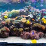 SEA LIFE Speyer Admission Ticket - The Sum Up