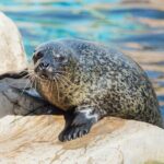 SEA LIFE Weymouth Admission Ticket - The Sum Up