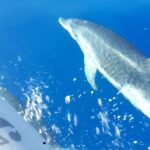 SEA SAFARI Dolphins, Whales, 3h speedboat DISCOVERY-TOUR - Final Thoughts