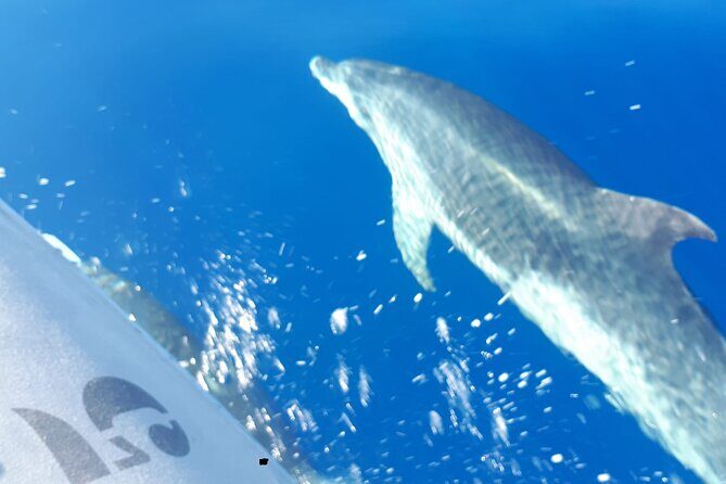 SEA SAFARI Dolphins, Whales, 3h speedboat DISCOVERY-TOUR - Final Thoughts