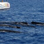 Seaborn Catamaran trips - Wildlife Watching: What’s Possible?