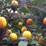 Secret Gardens of London Private Tour - Practical Aspects: What You Need to Know