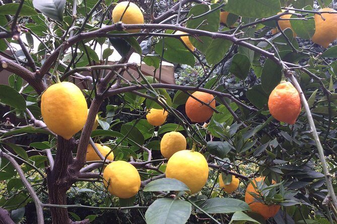 Secret Gardens of London Private Tour - Practical Aspects: What You Need to Know