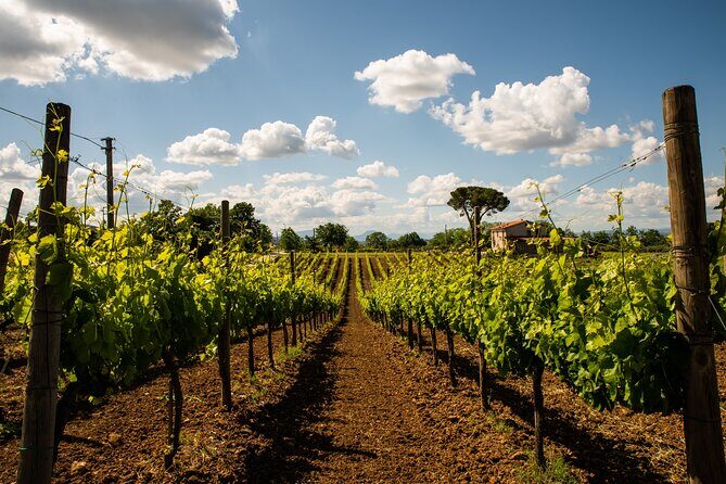 Sella delle Spine Taurasi: Tasting, Vineyard and Cellar Tour - FAQ