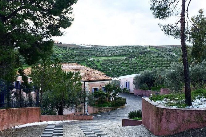 Semi Private Wine and Olive Oil tour (Transfer & Lunch Incl.) - What’s Included and Why It Matters