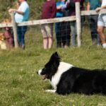 Sheepdog Demonstrions, Pet Lambs and Beehive Huts - Who Would Love This Tour?