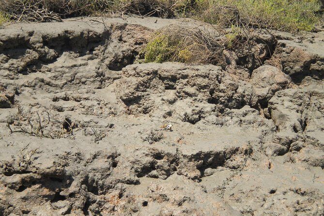 Short boat trip of the Algarve's Ria Formosa lagoon from Faro: 1 hour - Who Will Love This Experience?