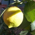 Sicilian Cooking Class in Palermo - A Deep Dive into the Sicilian Cooking Class Experience