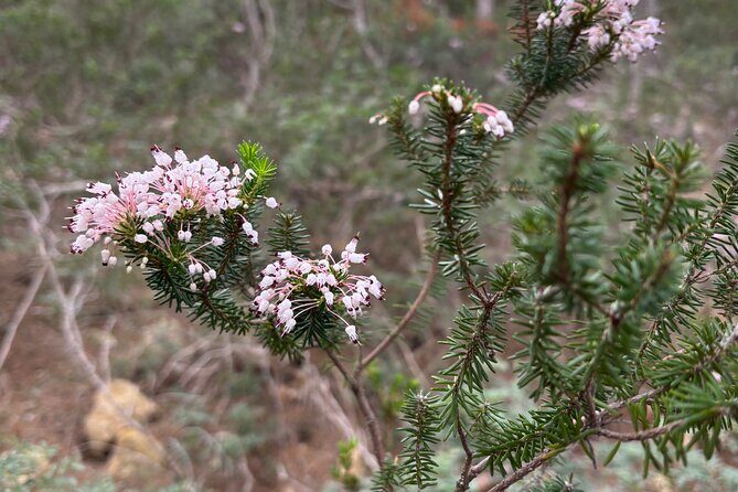 Sierra de Tramuntana hike with transportation and small picnic - Who Will Love This Tour?