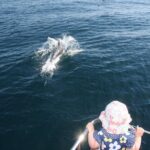 Sighting Dolphin Trip Estepona, Marbella - The Itinerary Breakdown