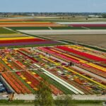 Sightseeing Keukenhof Tulip fields, Giethoorn tour from Amsterdam - An In-Depth Look at the Tour Itinerary