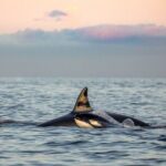 Silent Whale Watching - Practical Tips for Booking & Enjoying Your Trip